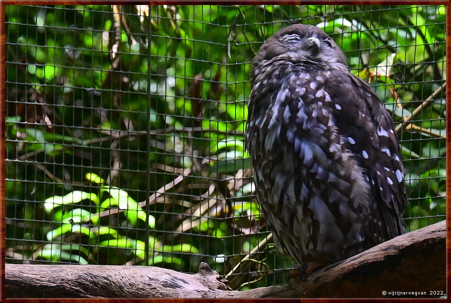 

Newcastle - Blackbutt Reserve
Barking Owl  -  10/29