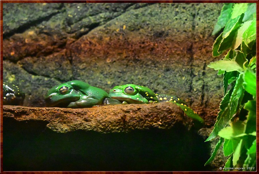 

Newcastle - Blackbutt Reserve
Splendid Tree Frog  -  11/29