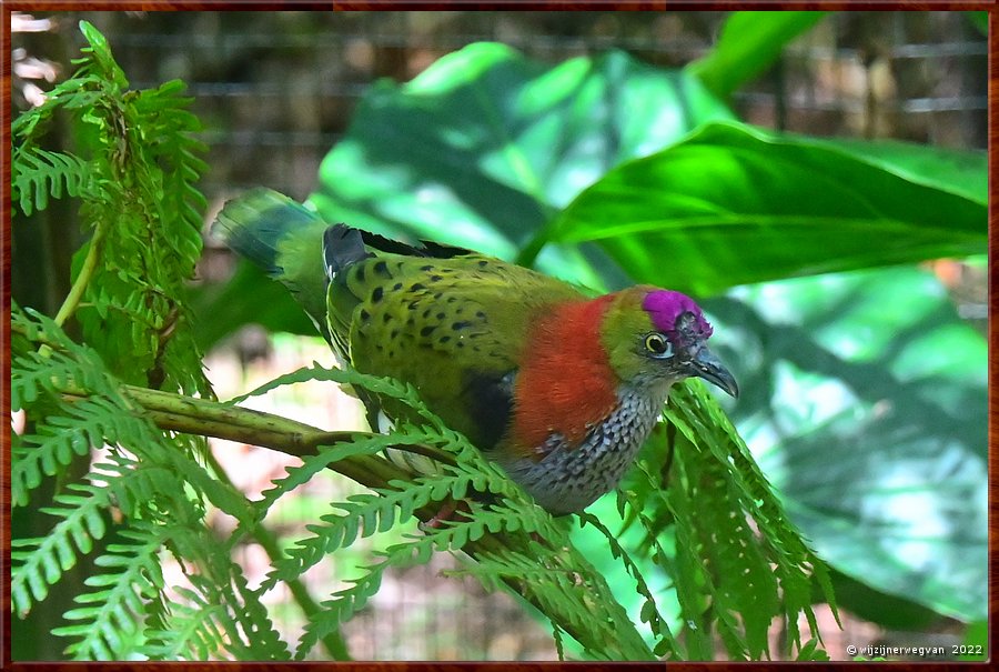 

Newcastle - Blackbutt Reserve
Superb fruit dove  -  12/29