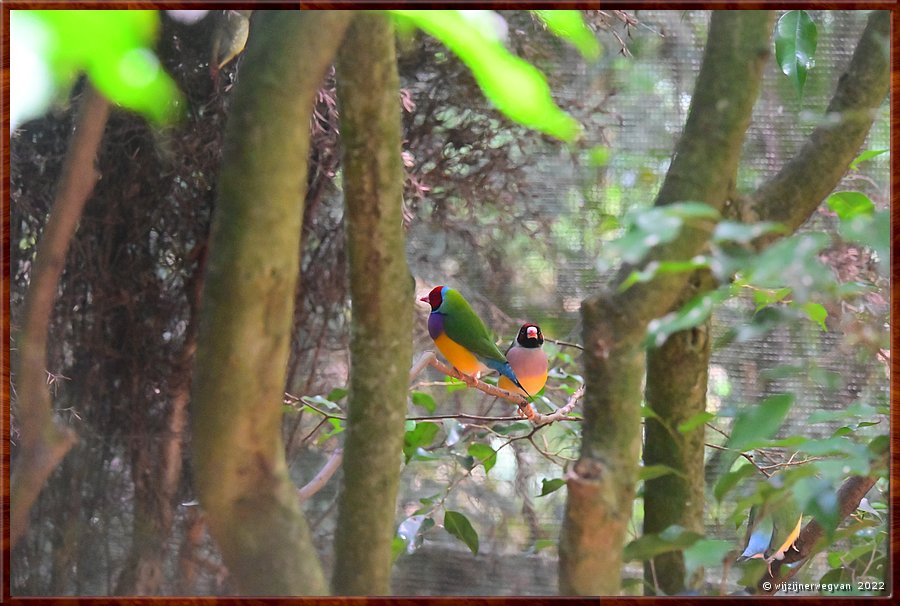 

Newcastle - Blackbutt Reserve
Gouldian Finch  -  13/29