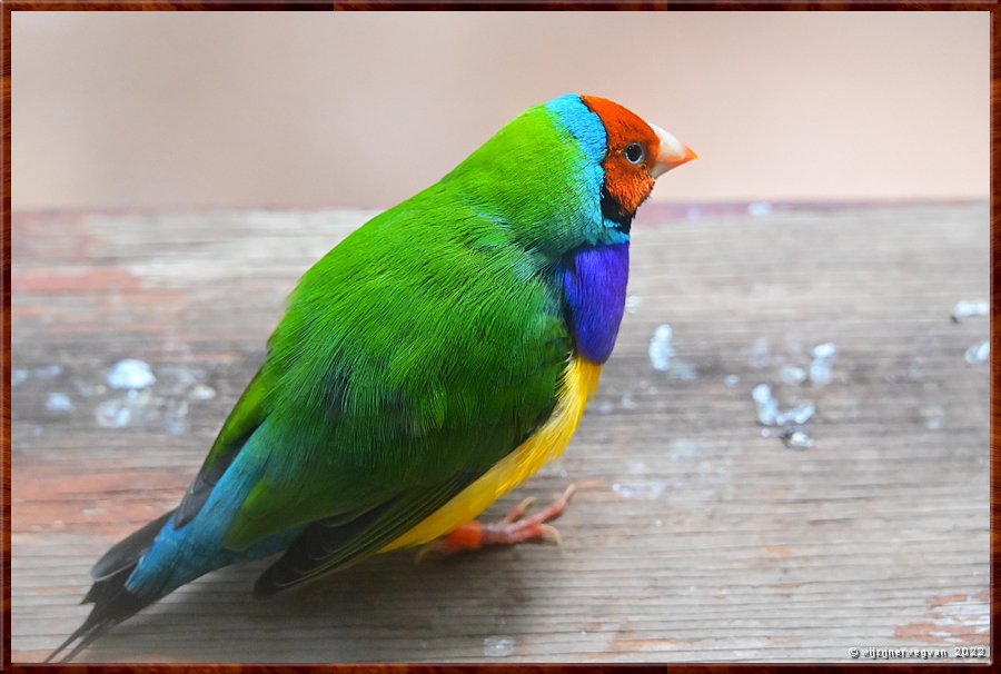 

Newcastle - Blackbutt Reserve
Gouldian Finch  -  14/29