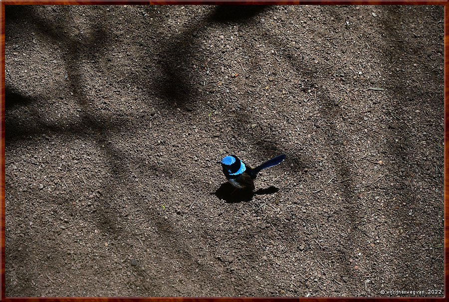 

Newcastle - Blackbutt Reserve
Superb fairy-wren oferl Ornaatelfje  -  15/29