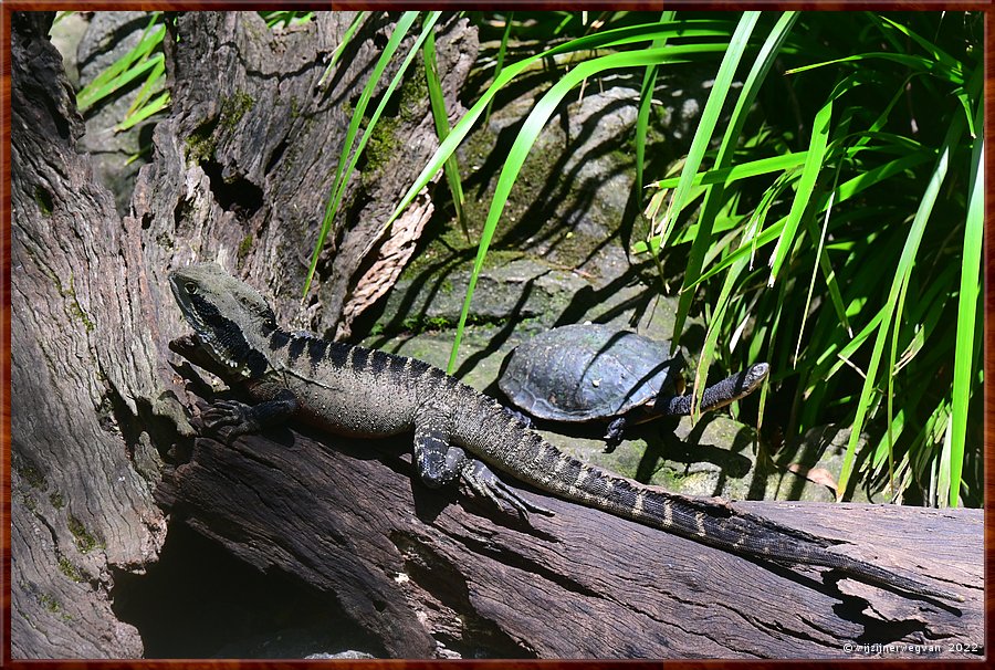 

Newcastle - Blackbutt Reserve
De Eastern Water Dragon en de Eastern Longknecked Turtle  -  16/29