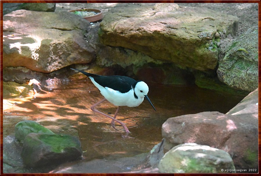 

Newcastle - Blackbutt Reserve
Black-winged stilt ofwel Steltkluut  -  19/29