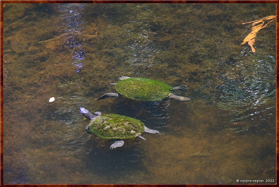 

Newcastle - Blackbutt Reserve  -  21/29