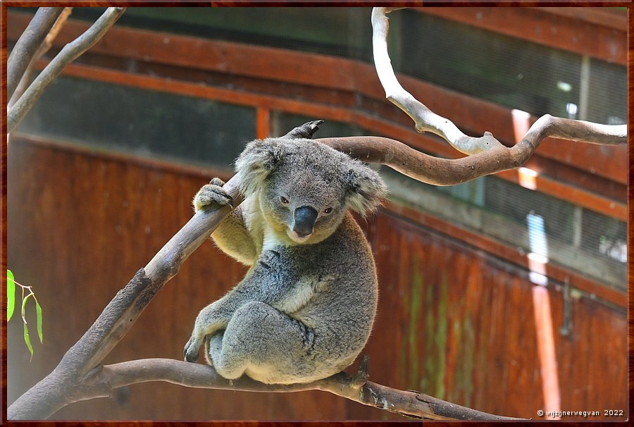 

Newcastle - Blackbutt Reserve
Koala  -  23/29