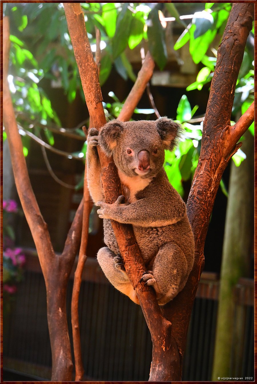 

Newcastle - Blackbutt Reserve
Koala  -  24/29