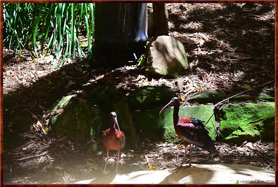 

Newcastle - Blackbutt Reserve
Glossy ibis  -  25/29