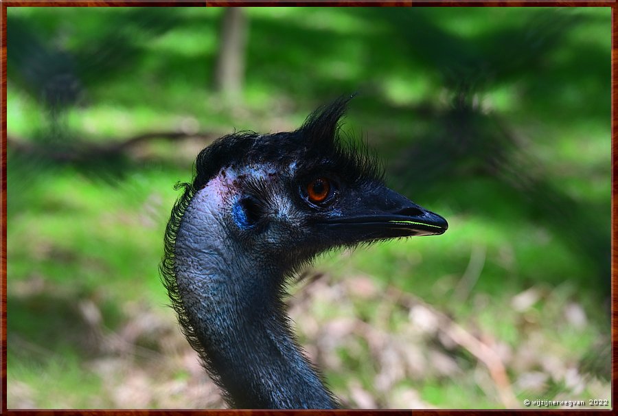 

Newcastle - Blackbutt Reserve
Emoe  -  26/29