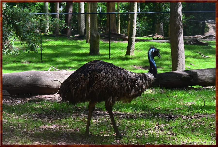 

Newcastle - Blackbutt Reserve
Emoe  -  27/29