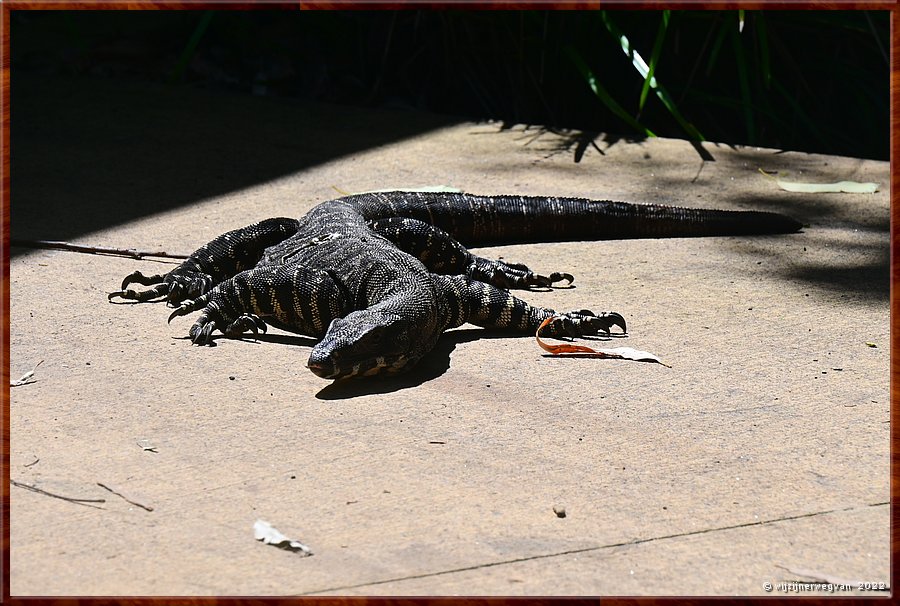 

Newcastle - Blackbutt Reserve
Lace monitor, gewoon op het terrein!  -  28/29