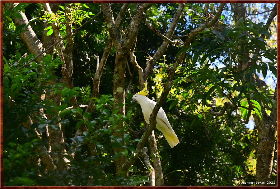 

Newcastle - Blackbutt Reserve
Zwavelkuif kaketoe  -  29/29