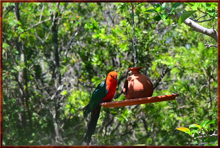 

Canberra
Australian king parrot in de achtertuin  -  1/22