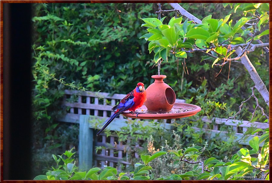 

Canberra
Een crimson rosella komt lunchen  -  22/22