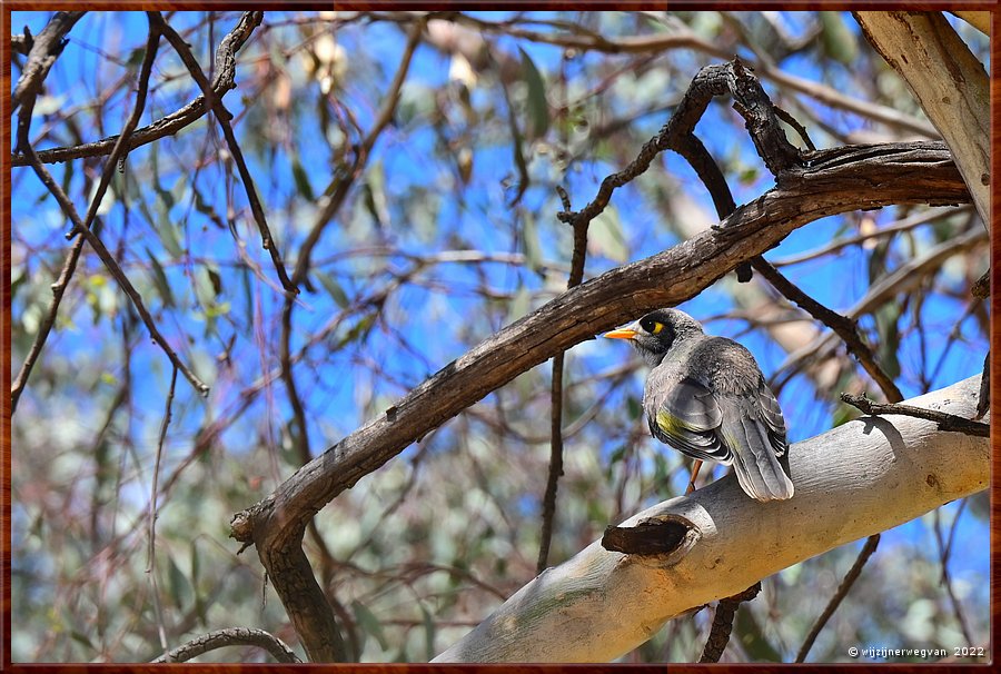 

Canberra - Red Hill Reserve
Common Blackbird  -  4/22