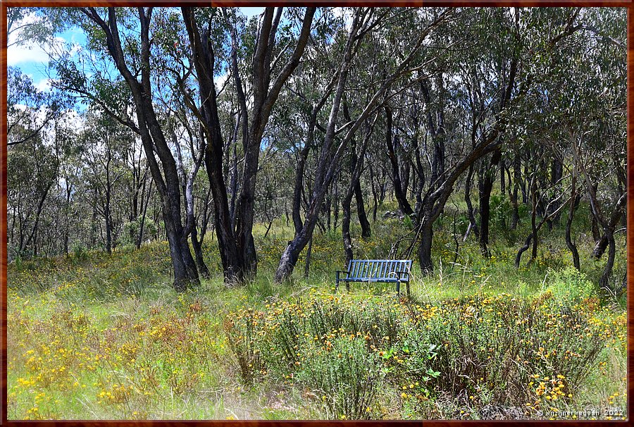 

Canberra - Red Hill Reserve
Graag geziene gast tijdens onze wandelingen, maar we treffen hem te vroeg!  -  9/22