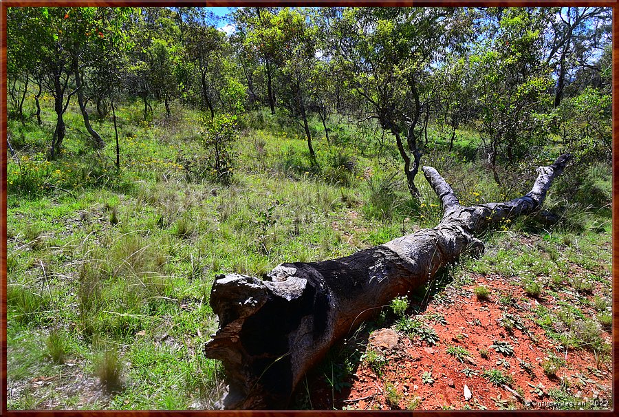 

Canberra - Red Hill Reserve
Hout, terug in de natuur  -  19/22