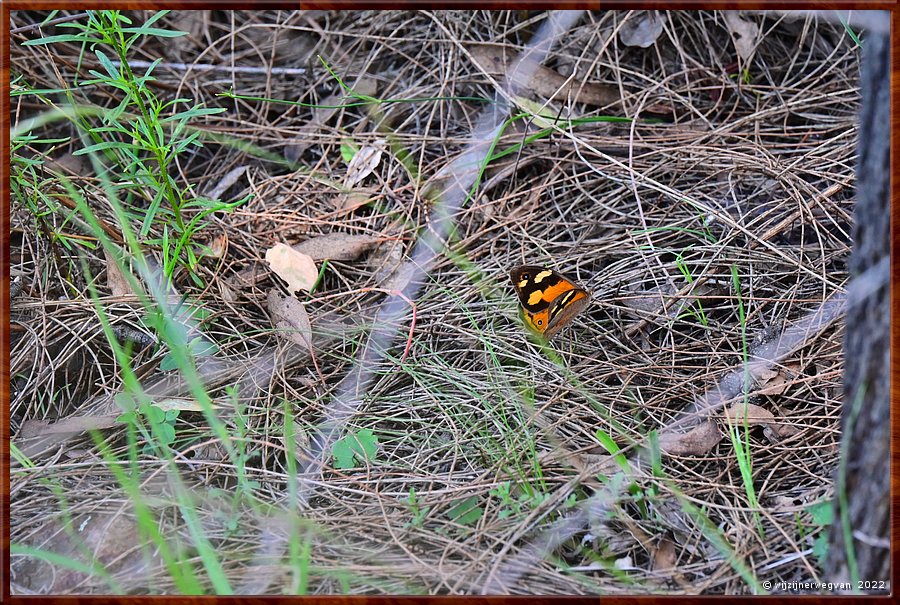 

Canberra - Red Hill Reserve
Painted Lady vlinder  -  20/22