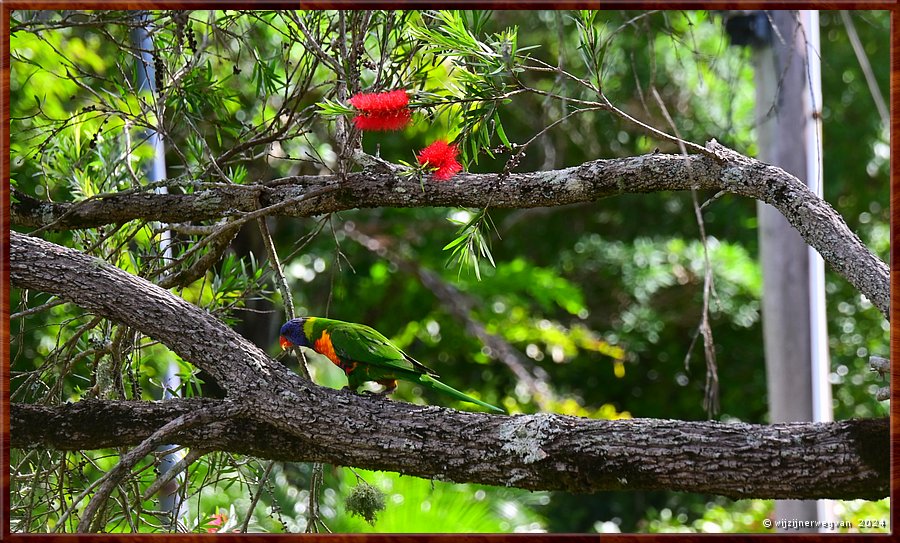 

Sydney, St Ives
Rainbow Lorikeet  -  7/25