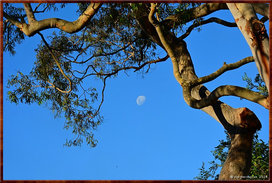 

Sydney, St Ives
Zie de maan schijnt...  -  8/25