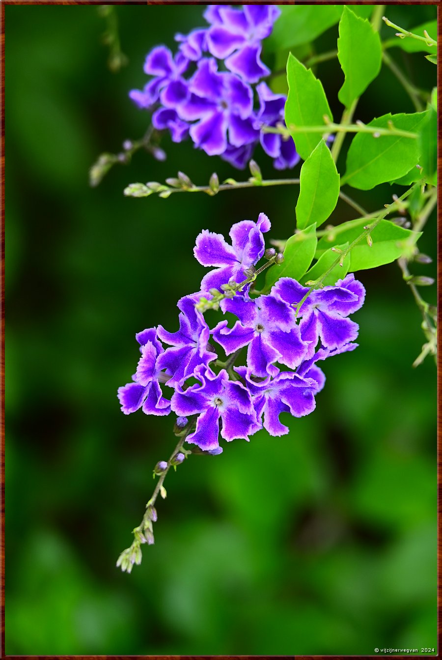 

Sydney, St Ives
Stoute Jongens (duranta erecta)  -  9/25