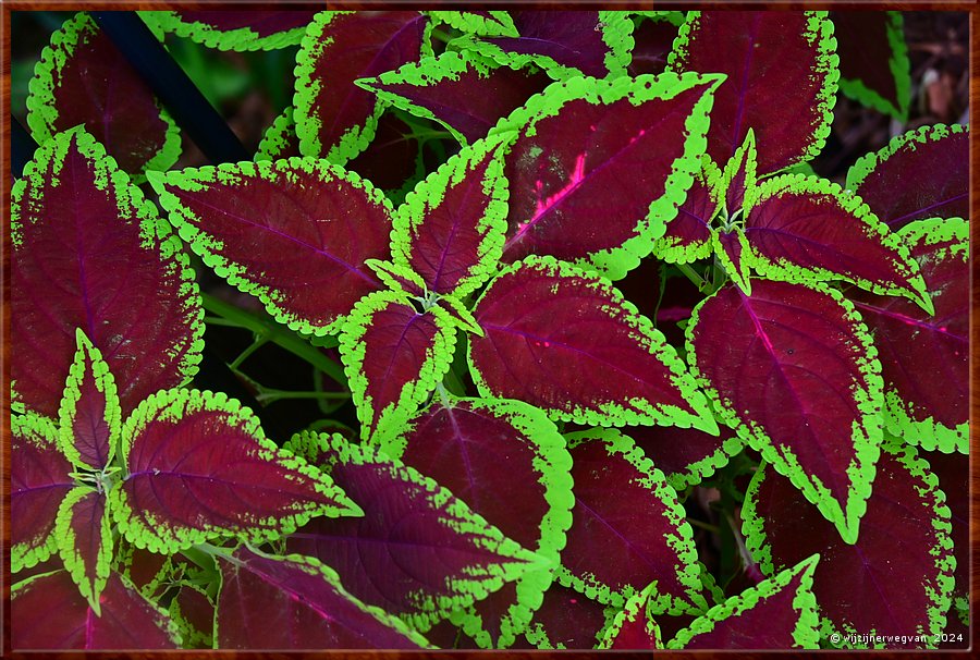 

Sydney, St Ives
Klaroen (amaranthus tricolor)  -  11/25