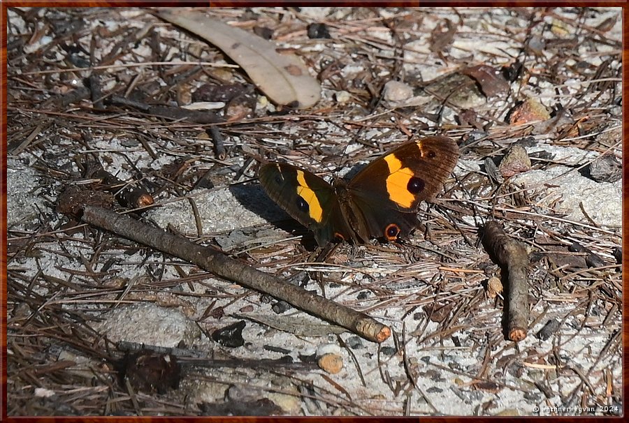 

Sydney, St Ives
Bungaroo Reserve
Swordgrass brown  -  20/25