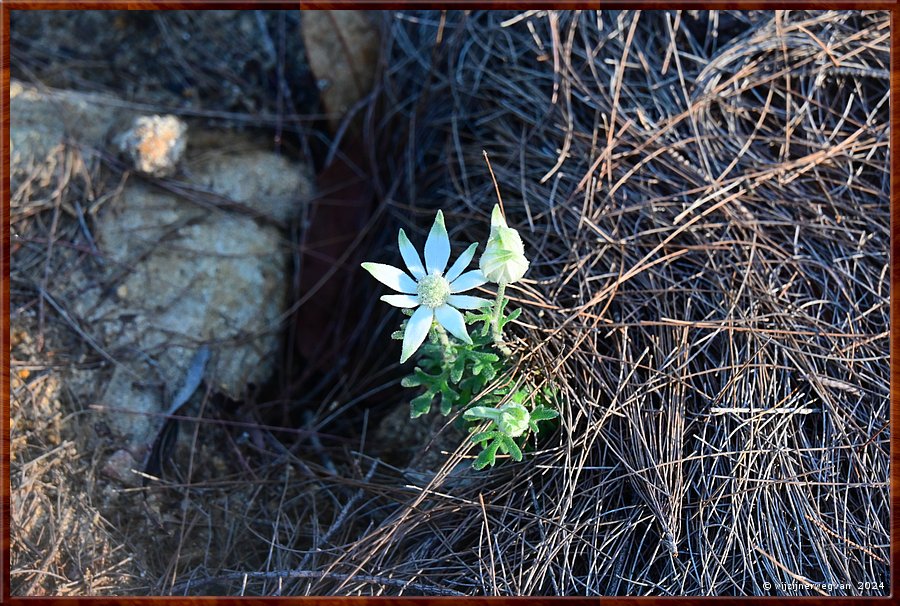 

Sydney, St Ives
Bungaroo Reserve
Flannel flower (actinotus helianthi)  -  22/25