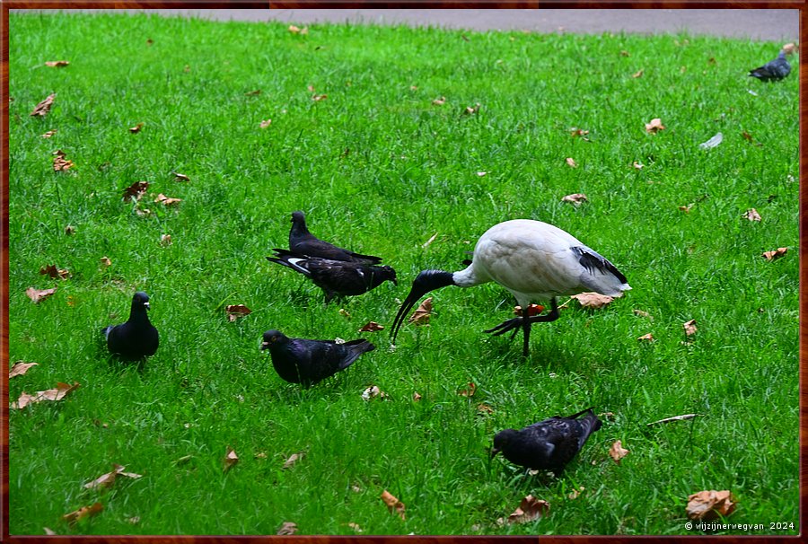 

Sydney
Wynyard Park
Duiven & ibis  -  1/26