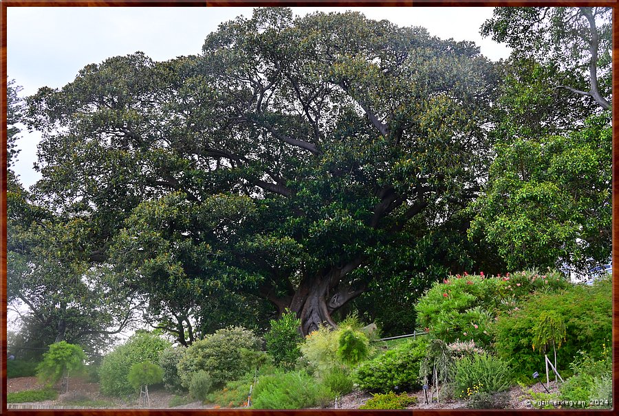 

Sydney, Royal Botanic Gardens  -  21/26