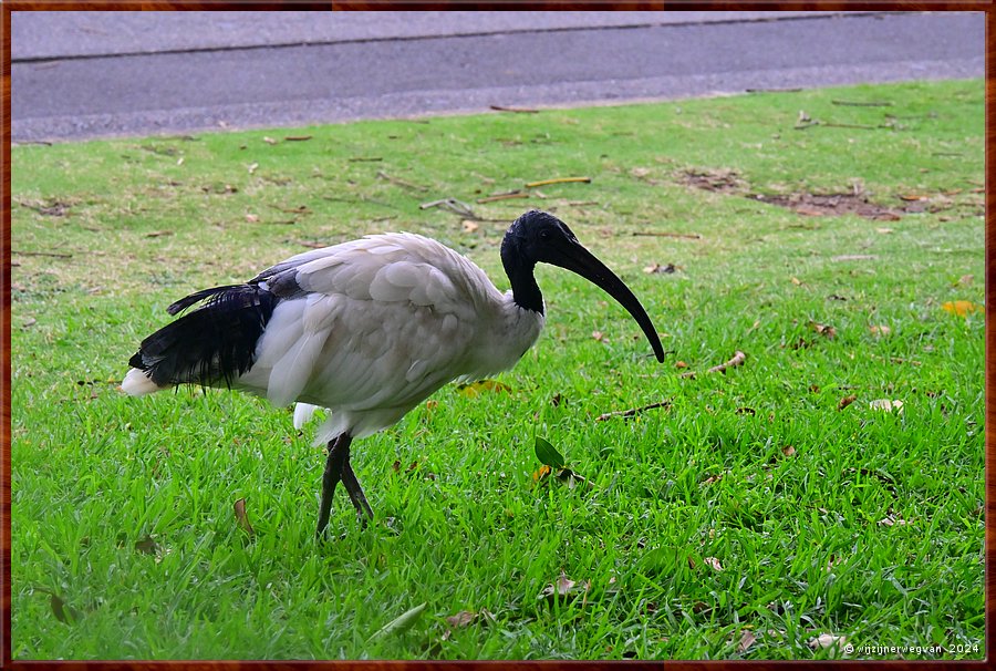 

Sydney, Roayl Botanic Gardens
Ibis  -  22/26