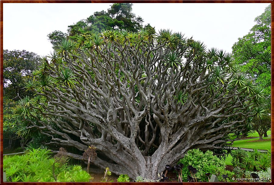 

Sydney, Royal Botanic Gardens
Deze 100-jarige Dracaena draco (drakenbloedboom) is afkomstig 
van de Canarische eilanden en kan wel 600 jaar oud worden  -  25/26