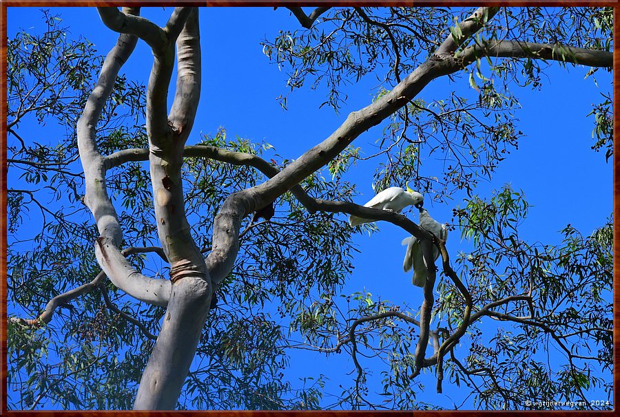 

Sydney, St Ives
Twee  zwavelkuifkaketoes in de rusty gum (eucalyptus angophora) in onze achtertuin  -  1/70