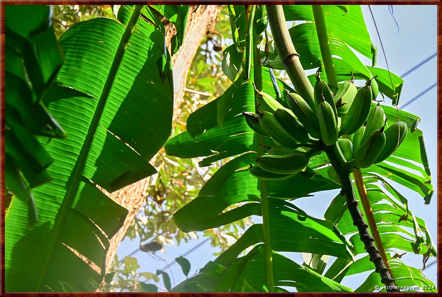 

Sydney, Wendy's Secret Garden
Bananen groeien niet aan bomen  -  42/49