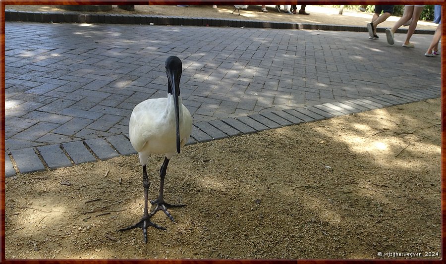 

Sydney
First Fleet Park
Een ibis komt met ons kennismaken  -  25/53