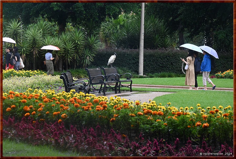 

Sydney
Hyde Park
Een ibis bezet een parkbankje tijdens de regen  -  5/30