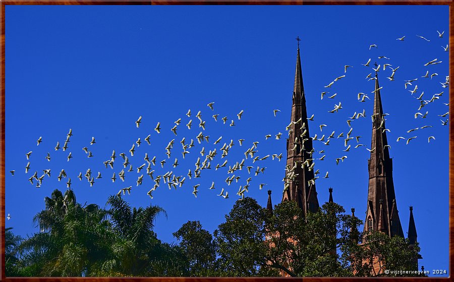 

Sydney
Hyde Park
De vlucht witte kaketoes accentueert de torens van Saint Mary's cathedral  -  39/71