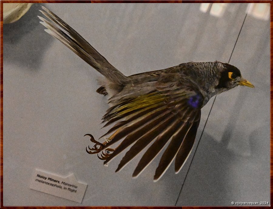 

Sydney, Australian Museum
Birds of Australia
Noisy miner (tuinhoningeter)  -  47/71