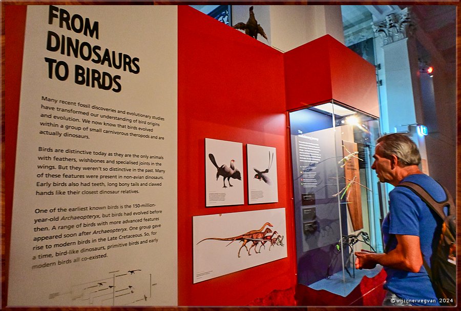 

Sydney
Australian Museum
Evolutie van dinosaurus naar vogel  -  51/71