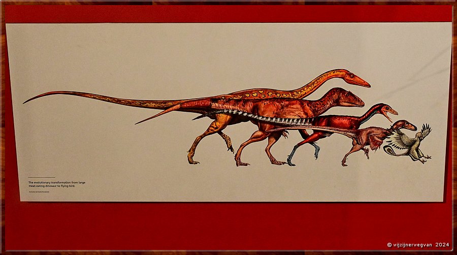 

Sydney
Australian Museum
De evolutionaire transformatie van vleesetende dinosaurus naar vliegende vogel  -  52/71