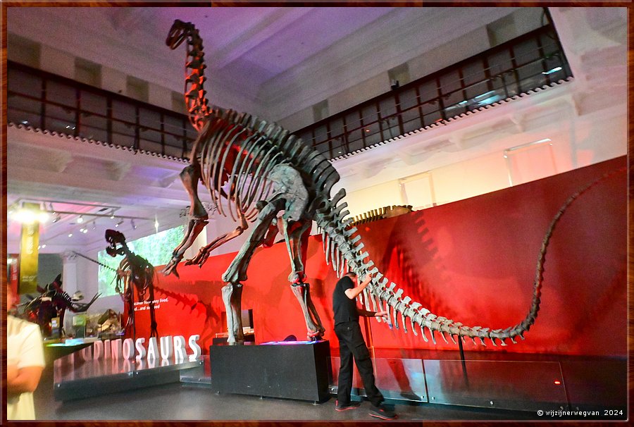 

Sydney, Australian Museum
'Jobaria tiguidensis', een sauropod, 
Een planteneter die leefde in het Krijt.  -  53/71