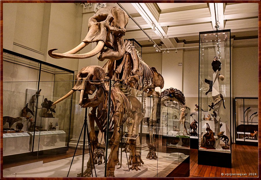 

Sydney
Australian Museum
Zoogdieren  -  58/71