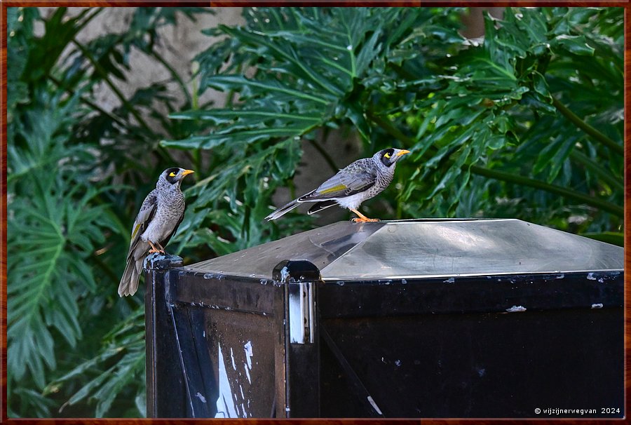 

Sydney
Hyde Park
Noisy miners (tuinhoningeters)  -  68/71