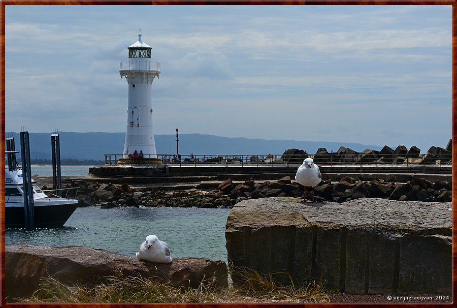 

Wollongong
Breakwater Lighthouse
Silver gulls (zilvermeeuwen)  -  15/33