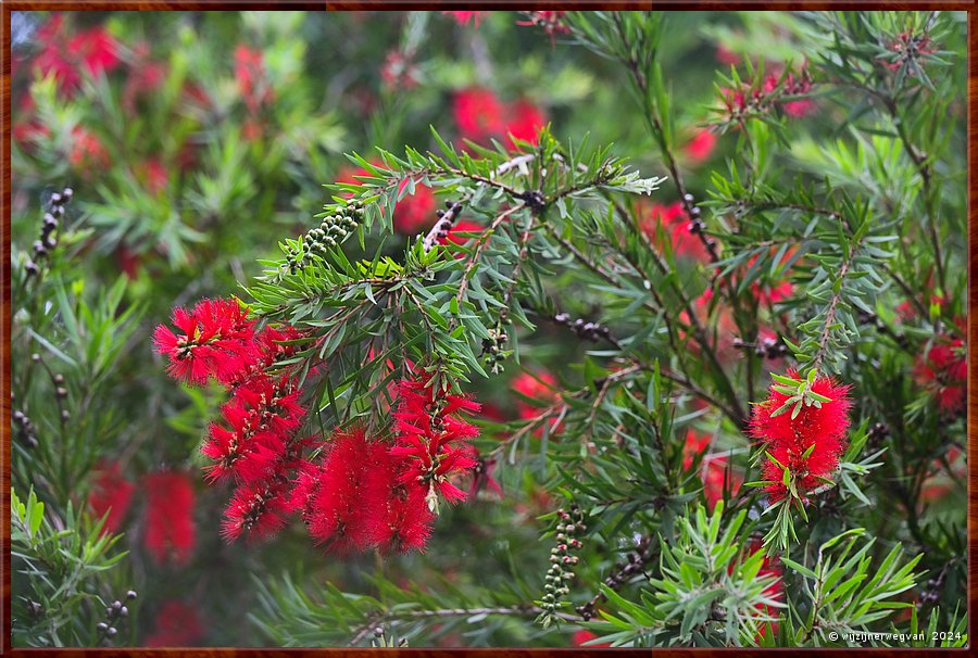 

Wollongong
Bottle brush (lampenpoetser)  -  30/33