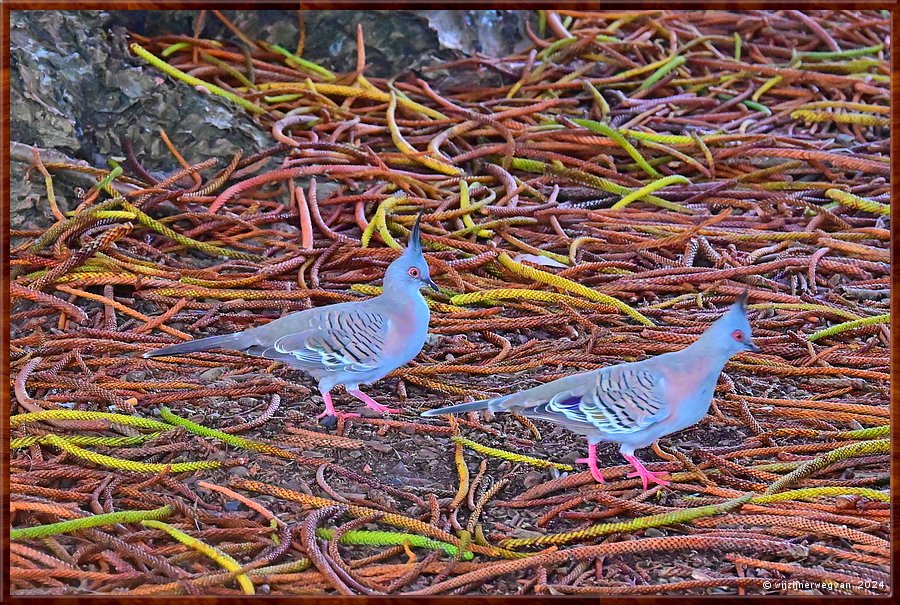 

Windang
Lake Illawarra
Spitskuifduif  -  7/14