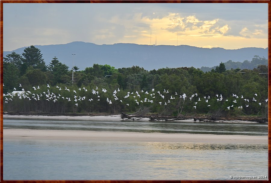 

Windang
Lake Illawarra
Een vlucht kleine kaketoes (white corellas)  -  9/14