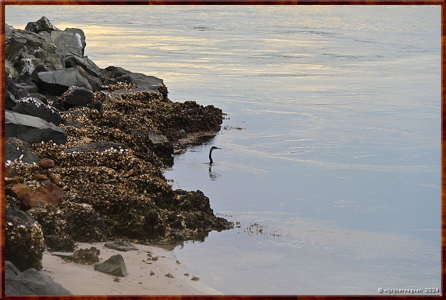 

Windang
Lake Illawarra
Slangenhalsvogel (australasian darter)  -  11/14