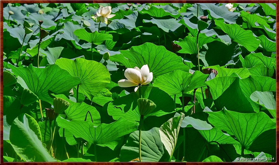 

Wollongong
Nan Tien tempel
Lotus vijver  -  30/33