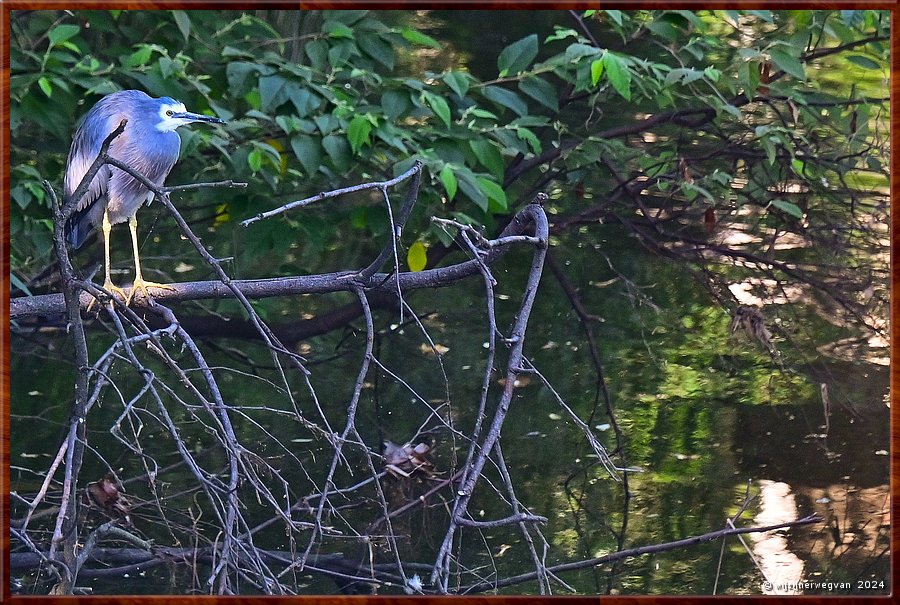 

Wollongong
White-faced Heron (witwangreiger)  -  14/17